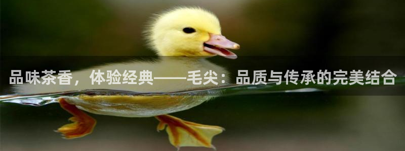 金辉城年会视频