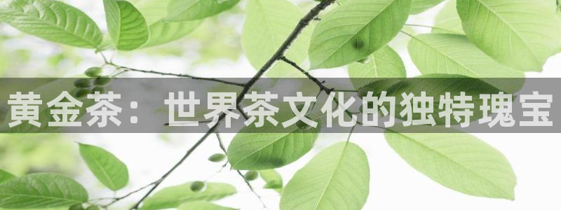今金年会