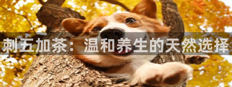 金年会体育官方下载