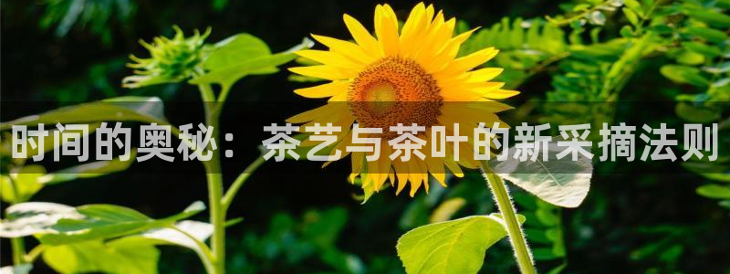 澳门娱乐金年会