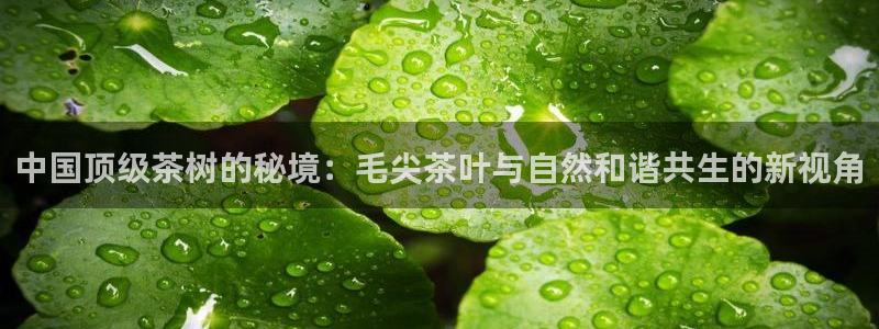 金年会平台出款