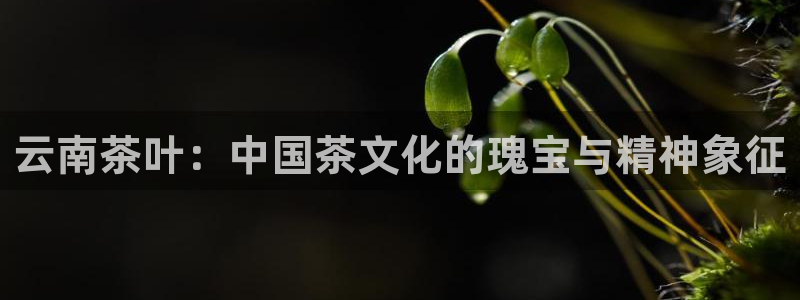 体育金年会