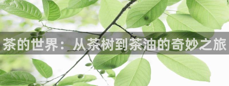 金年会娱乐提现
