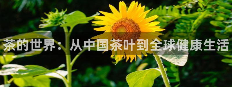 金年会黑平台