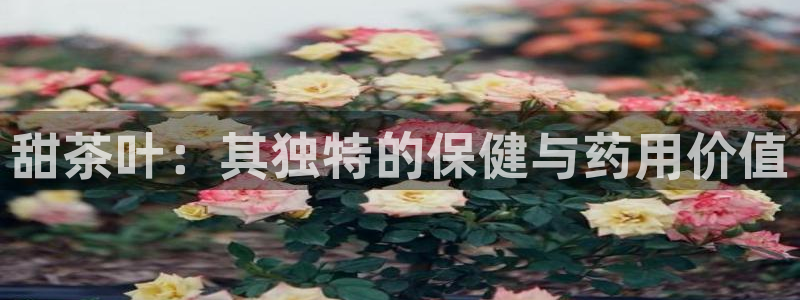 金年会金年华