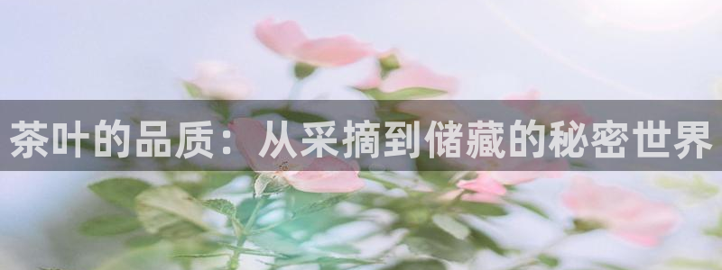 金靖年会