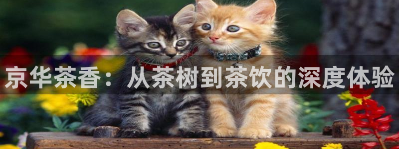 金年会体育官方网站