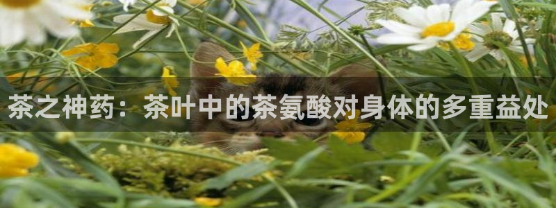 金年会app下载官网