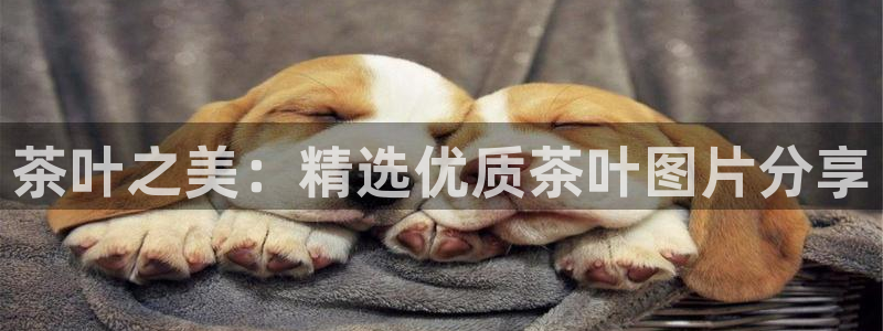 金年会金字招牌至上