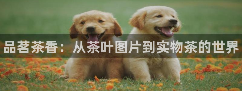 金吉年会