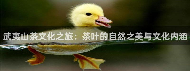 金年会app桌面