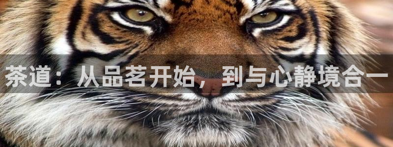 今年会金年会